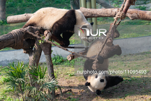 Giant pandas are playing at Chongqing Zoo in Chongqing, China, on March 24, 2024. 