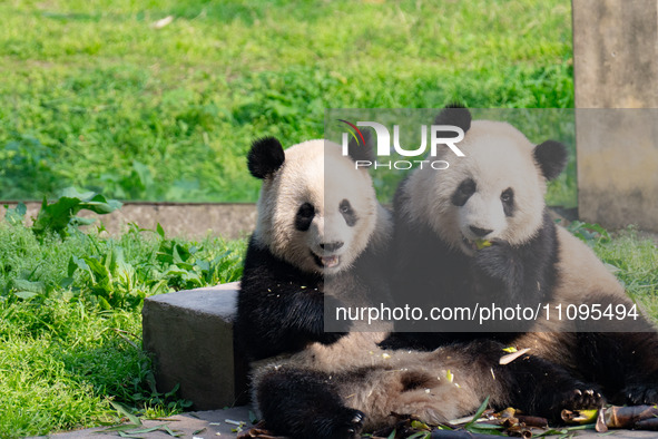 Giant pandas are playing at Chongqing Zoo in Chongqing, China, on March 24, 2024. 