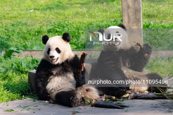 Giant pandas are eating at Chongqing Zoo in Chongqing, China, on March 24, 2024. 