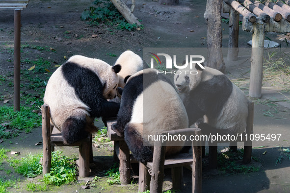 Giant pandas are eating around a table at Chongqing Zoo in Chongqing, China, on March 24, 2024. 