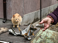 A cat is sitting next to a fragment of a Russian missile in the frontline village of Prymorske, Zaporizhzhia, southeastern Ukraine, on March...
