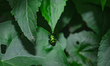Chrysocoris purpureus is a species of brightly colored jewel bug with shield-shaped backs...