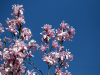 Magnolias are blooming in Uspenska Square, Dnipro, central Ukraine, on April 3, 2024. NO USE RUSSIA. NO USE BELARUS. (