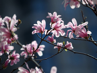 Magnolias are blooming in Uspenska Square, Dnipro, central Ukraine, on April 3, 2024. NO USE RUSSIA. NO USE BELARUS. (