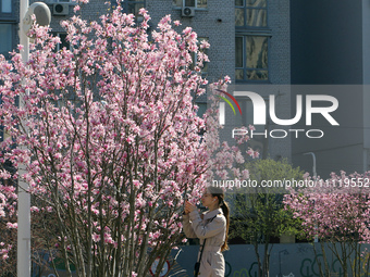 A woman is taking a photo of blooming magnolia trees in Uspenska Square, Dnipro, central Ukraine, on April 3, 2024. NO USE RUSSIA. NO USE BE...