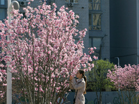 A woman is taking a photo of blooming magnolia trees in Uspenska Square, Dnipro, central Ukraine, on April 3, 2024. NO USE RUSSIA. NO USE BE...