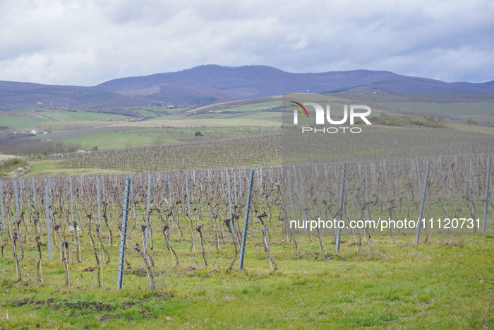 Spring in Bogacs, Hungary