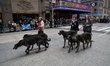 Handlers are leading Scottish Deerhounds as they march in the Tartan Day Parade on Sixth A...
