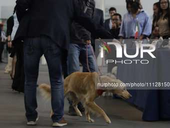 Mexican foreign ministry officials are transporting a dog at Mexico City International Airport, as authorities await the arrival of Mexican...
