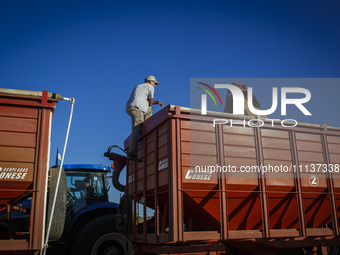 A farmer is checking the unloading of soybeans onto a grain trailer. (