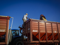 A farmer is checking the unloading of soybeans onto a grain trailer. (