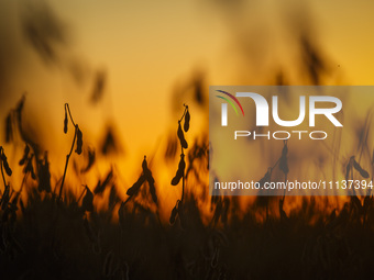 A soybean field is being harvested at dusk. (