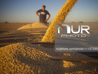 A farmer is monitoring the soybeans as they fill a grain trailer. (