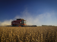 A combine harvester is harvesting a soybean field. (