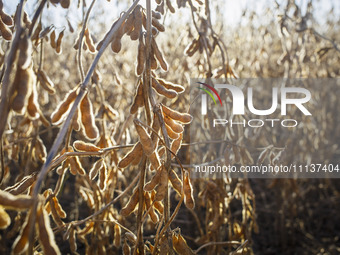 Soybeans are ready for harvesting. (