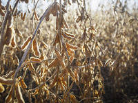 Soybeans are ready for harvesting. (