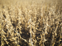 Soybeans are ready for harvest. (