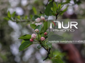 Close-up of pink blossom flowers as buds are forming on the branches of apple trees on the outskirts of Sopore, District Baramulla, Jammu an...
