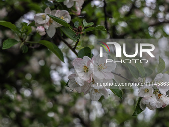 Close-up of pink blossom flowers as buds are forming on the branches of apple trees on the outskirts of Sopore, District Baramulla, Jammu an...