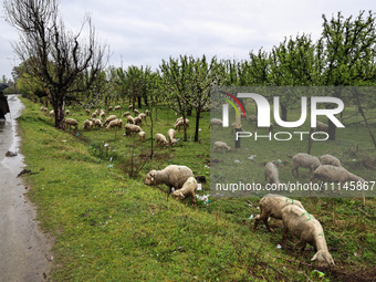 A flock of sheep is grazing near a close-up of pink blossom flowers with buds that are forming on the branches of apple trees on the outskir...