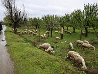 A flock of sheep is grazing near a close-up of pink blossom flowers with buds that are forming on the branches of apple trees on the outskir...