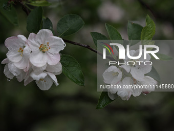 Close-up of pink blossom flowers forming on the branches of apple trees on the outskirts of Sopore, District Baramulla, Jammu and Kashmir, I...