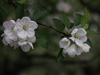 Close-up of pink blossom flowers forming on the branches of apple trees on the outskirts of Sopore, District Baramulla, Jammu and Kashmir, I...