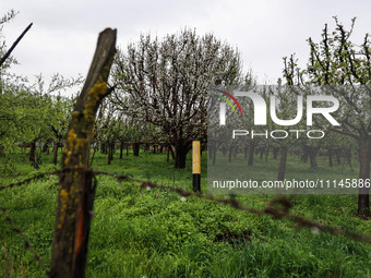Pink blossom flowers and buds are forming on the branches of apple trees on the outskirts of Sopore, District Baramulla, Jammu and Kashmir,...