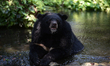 An Asian Black  Bear relaxs in the water on a hot summer day at Dusit Zoo, know as Khao Di...