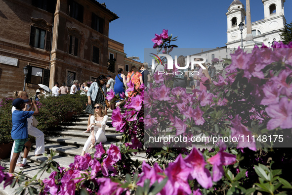 Tourists are taking photos near azalea plants on the Trinita dei Monti steps in Rome, Italy, on April 14, 2024. 