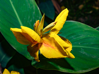 Canna indica is a plant species native to Mexico, Central America, South America, and the West Indies. It is also known as African arrowroot...