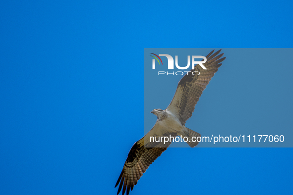 An osprey is being seen at the Oxbow Nature Conservancy in Lawrenceburg, Indiana, USA, on April 25, 2024. 