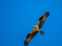 An osprey is being seen at the Oxbow Nature Conservancy in Lawrenceburg, Indiana, USA, on April 25, 2024. (