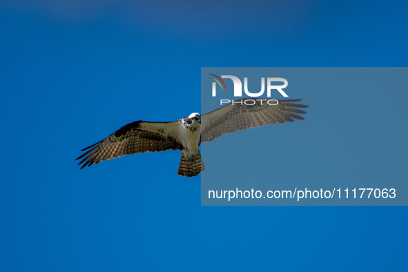An osprey is being seen at the Oxbow Nature Conservancy in Lawrenceburg, Indiana, USA, on April 25, 2024. 