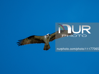 An osprey is being seen at the Oxbow Nature Conservancy in Lawrenceburg, Indiana, USA, on April 25, 2024. (