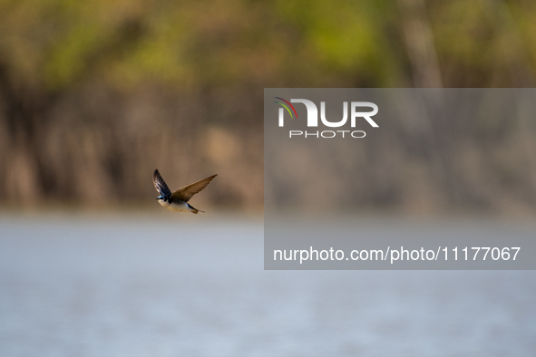 A tree swallow is being seen at the Oxbow Nature Conservancy in Lawrenceburg, Indiana, USA, on April 25, 2024. 