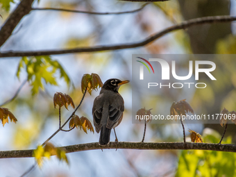 A robin is being seen at the Oxbow Nature Conservancy in Lawrenceburg, Indiana, USA, on April 25, 2024. (