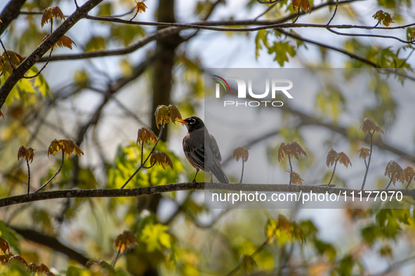 A robin is being seen at the Oxbow Nature Conservancy in Lawrenceburg, Indiana, USA, on April 25, 2024. 