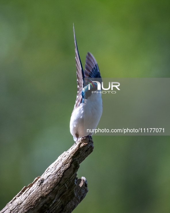 A tree swallow is being seen at the Oxbow Nature Conservancy in Lawrenceburg, Indiana, USA, on April 25, 2024. 
