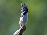 A tree swallow is being seen at the Oxbow Nature Conservancy in Lawrenceburg, Indiana, USA, on April 25, 2024. (