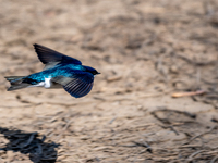 A tree swallow is being seen at the Oxbow Nature Conservancy in Lawrenceburg, Indiana, USA, on April 25, 2024. (