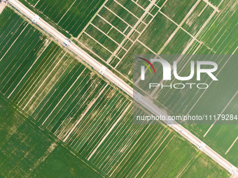 A photo taken on April 26, 2024, shows the International Grain Production Increase Demonstration Zone in Jinan, Shandong Province, East Chin...