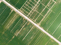 A photo taken on April 26, 2024, shows the International Grain Production Increase Demonstration Zone in Jinan, Shandong Province, East Chin...
