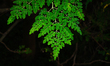 The moringa tree (Moringa oleifera) is cultivated in tropical and subtropical regions and...