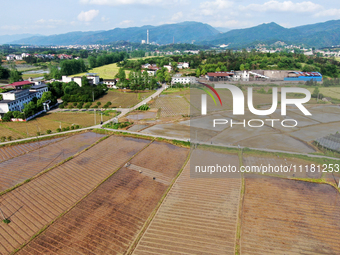 Farmers are tilling and ridging their taro fields in Xianghua Village, Tangdong Street, Zixing City, Hunan Province, Central China, on April...