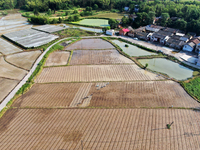 Farmers are tilling and ridging their taro fields in Xianghua village, Tangdong Street, Zixing City, China, on April 26, 2024. (