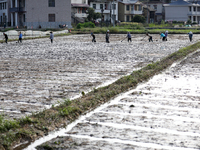 Farmers are tilling and ridging their taro fields in Xianghua Village, Tangdong Street, Zixing City, Hunan Province, Central China, on April...
