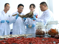 A biotechnology research and development team is conducting an analysis and discussion on agricultural special products in Zhangye, Gansu Pr...