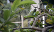 A parrot is eating guava on a branch of a guava tree in Siliguri, India, on May 1, 2024. 