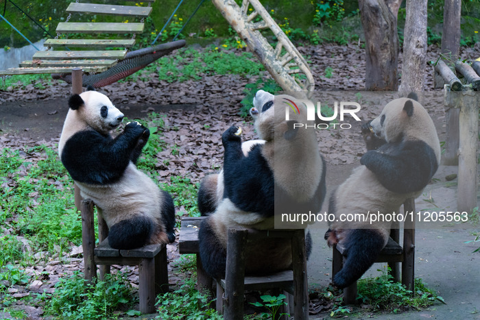 Giant Pandas at Chongqing Zoo